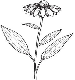 Echinacea is not only potent medicine but it also has a beautiful flower - photo 2