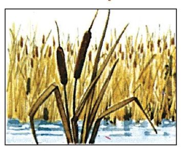 Rushes and cattails are a sign of marshland or of water very near the surface - photo 2