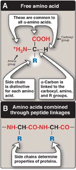 II STRUCTURE Although more than 300 different amino acids have been described - photo 2