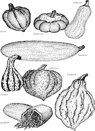 Storage A ripe squash is easily detected if your thumbnail cannot penetrate - photo 2