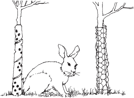 Perforated plastic wrapped around tree trunks will help stop rabbits left Or - photo 1