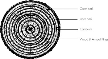 Cross-section of a stock or scion or limb showing the location of the important - photo 3