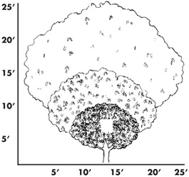 Relative tree sizes A - Standard B- Semi-Dwarf C - Dwarf Limited Space - photo 2