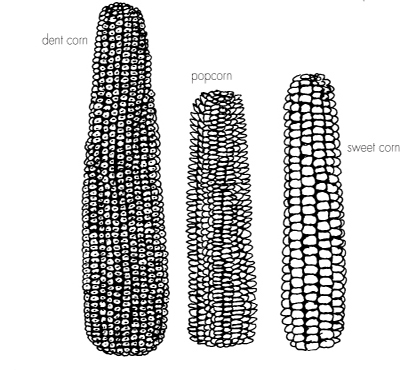 Types of corn Sweet corn is generally less robust in germination and growth - photo 1