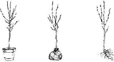 New trees or shrubs may come in a container balled and burlapped or - photo 1