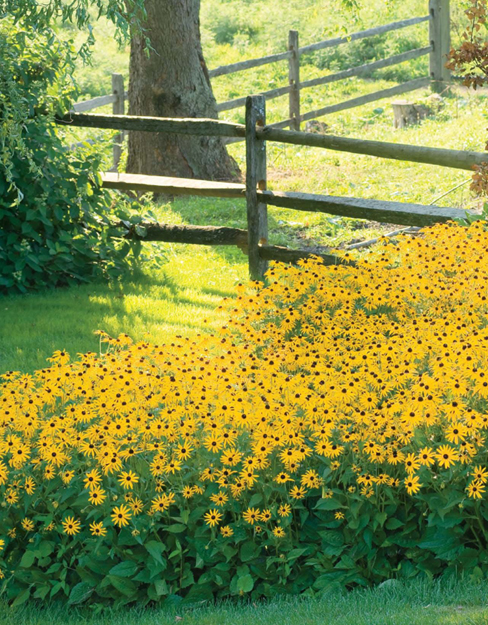 PERENNIALS For so many gardeners they represent the heart of a garden hope - photo 5