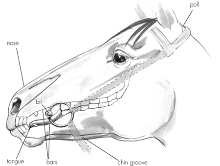 Pressure points on a horses head and inside his mouth A snaffle bit rests on - photo 4