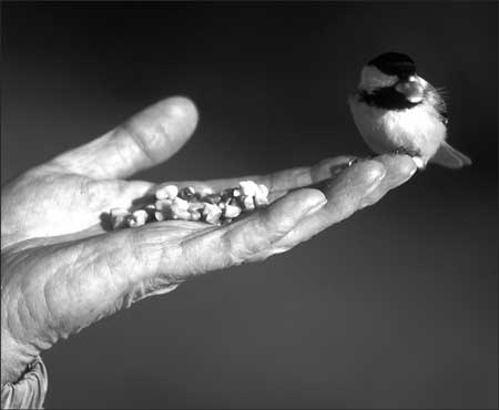 Oftentimes considered the friendliest of backyard birds chickadees are the - photo 2