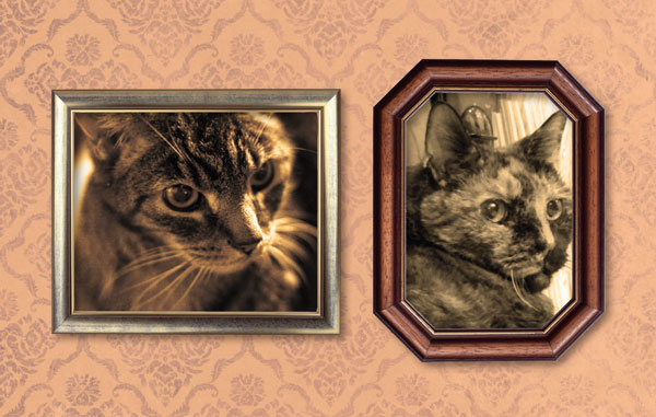 Dedicated in loving memory to Boris and Natasha two unforgettable cats who I - photo 2