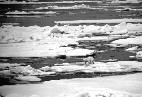 From the deck of a ship polar bears are most often seen at a distance making - photo 5