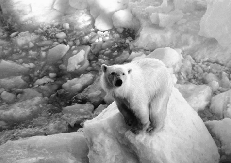 Standing on his hind legs waiting for crewmen to throw him another slice of - photo 6