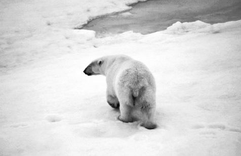 The bear walks away from the photographers Although there was only one bear - photo 8