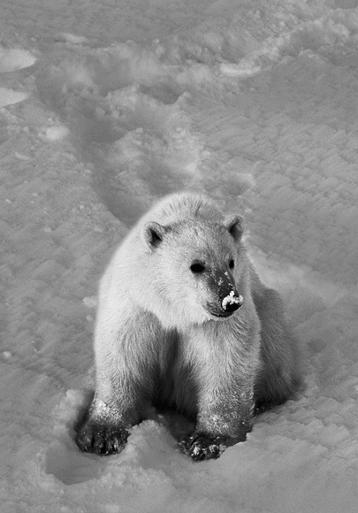 Even as I speak the very last polar bear may be dying of hunger on account of - photo 2