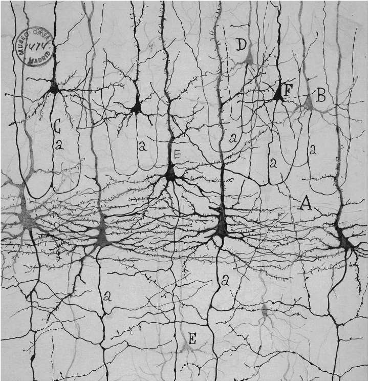 Figure 1 Jungle of the mind neurons of the cerebral cortex stained by the - photo 1