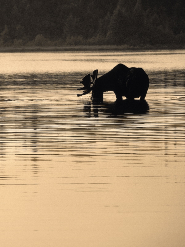 A bull moose enjoys a tranquil meal in a shallow northern lake T HE GREAT - photo 4