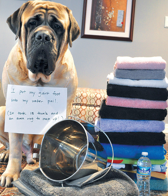 Dog Shaming - photo 10