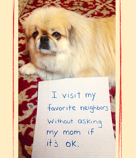 Dog Shaming - photo 11