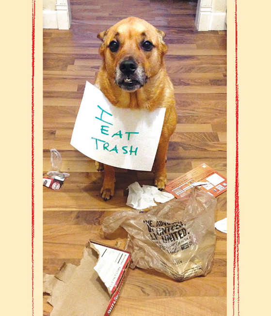 Dog Shaming - photo 12