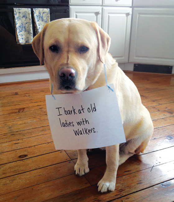 Dog Shaming - photo 13