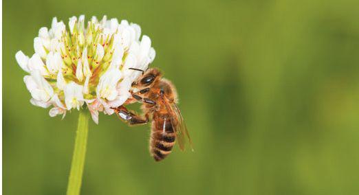 Clover was widely planted by Masanobu Fukuoka to attract beneficial insects and - photo 5