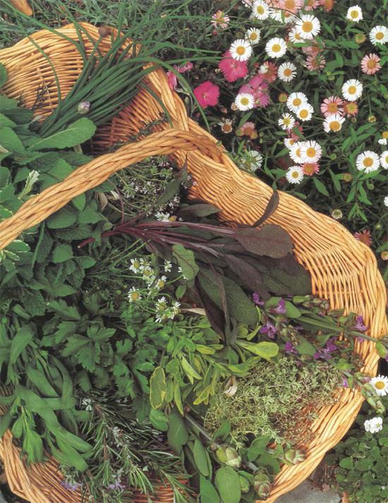 This harvest of fresh herbs left is every chefs dream Included are many - photo 9