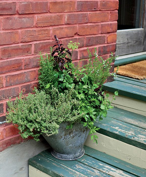 Introduction I have very fond memories of my first herb plant a little curly - photo 4