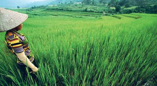 Rice paddies in northern Vietnam STU SMUCKERLONELY PLANET IMAGES A Marriage - photo 4