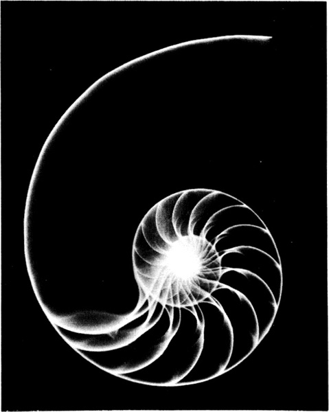 Radiograph of the shell of the chambered nautilus Nautilus pompilius a - photo 1