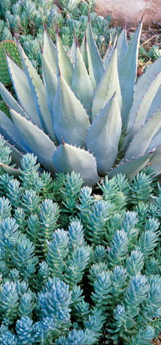 LEFT The blue-green carpet of Sedum reflexum Blue Spruce brilliantly - photo 8