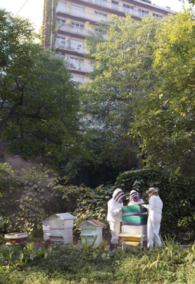 A Paris garden Renewed interest in urban beekeeping had yet to take root when - photo 7