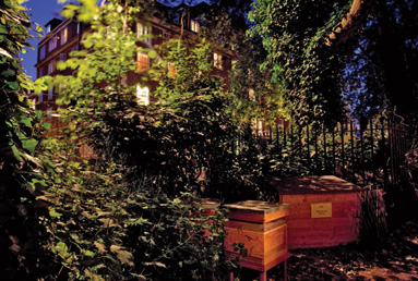 Beehives at night in Corams Fields London Living in the middle of Soho in - photo 9