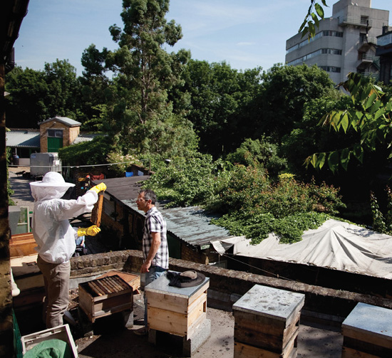 Instead of dirt and poison we have chosen to fill our hives with honey and - photo 2