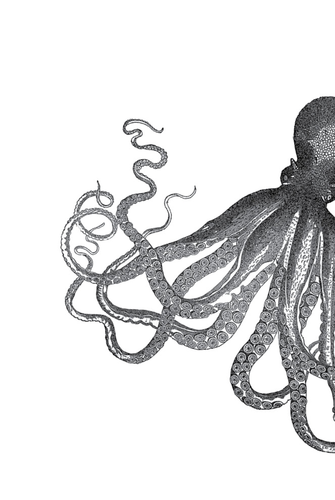 Octopus The Most Mysterious Creature in the Sea - image 2