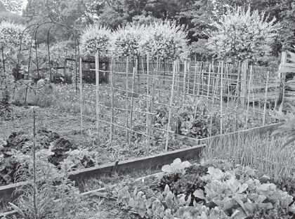 Cedaridge Farms large vegetable garden features raised beds with bamboo - photo 4