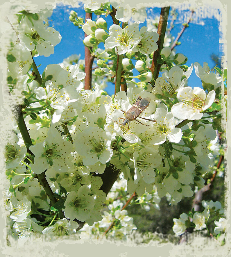 THE HOME ORCHARD HANDBOOK A Complete Guide to Growing Your Own Fruit Trees - photo 1