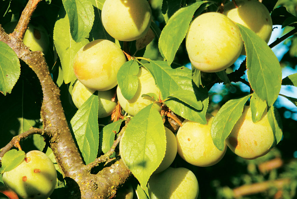 Plums ready for harvest In the backyard home orchards serve as a place to - photo 5