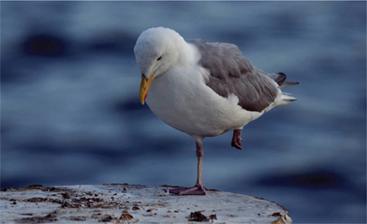 Gull Edmonds Ferry Washington Nikon D1X with Nikkor AF VR 80400mm lens To - photo 3