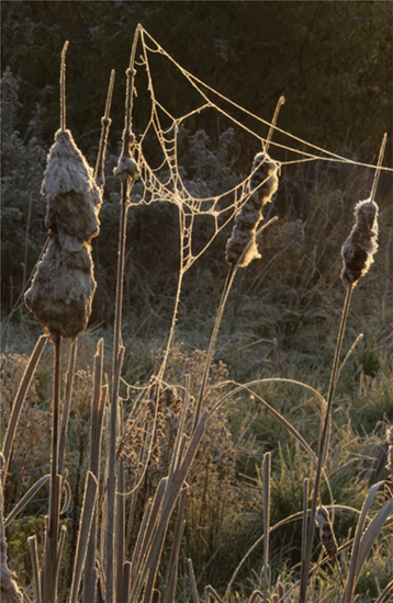 Cattails with spiderweb Unionville Pennsylvania Nikon D1X with Nikkor AF VR - photo 7