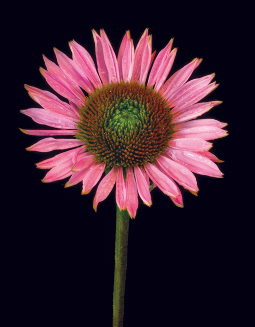 THIS PHOTO SHOWS a coneflower Echinacea purpurea Hope This flower is a - photo 6