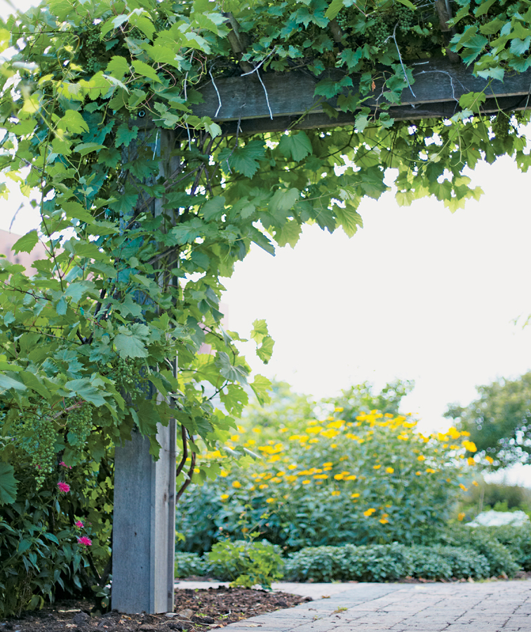 A sturdy arbor elevates these cold-hardy grapes creating a striking entrance - photo 5