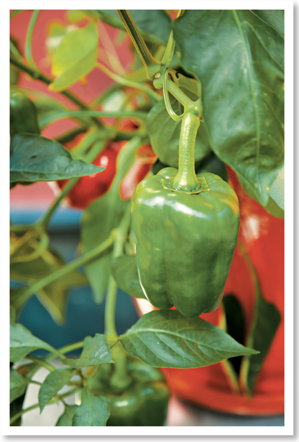 The fruit of the bell pepper plant is not only a crisp addition to salads and - photo 6