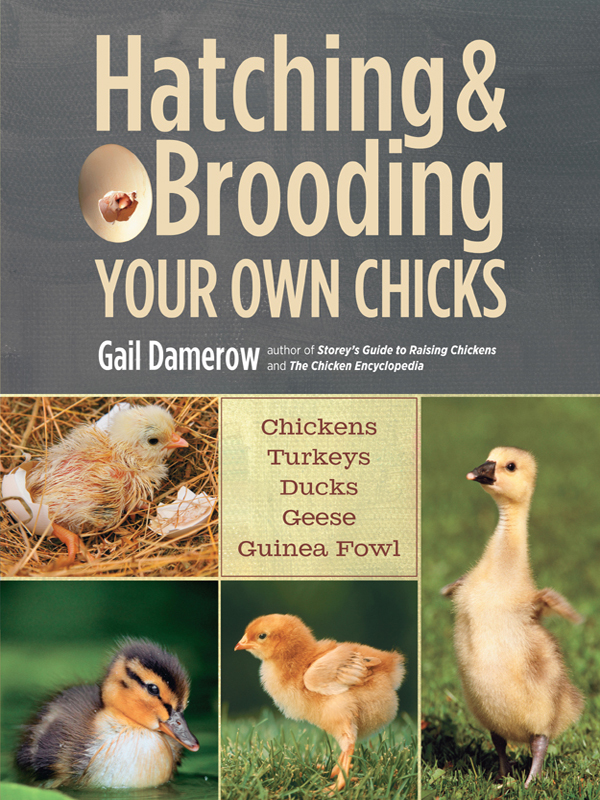 Hatching Brooding Your Own Chicks The mission of Storey Publishing is to - photo 1