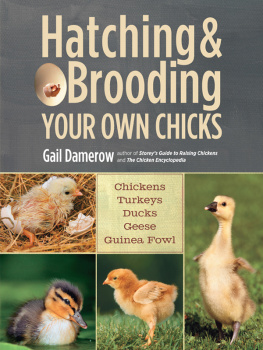 Gail Damerow Hatching & Brooding Your Own Chicks: Chickens, Turkeys, Ducks, Geese, Guinea Fowl