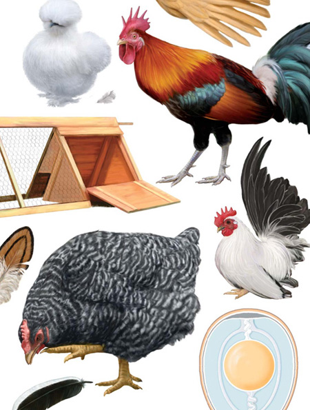 The Chicken Encyclopedia An Illustrated Reference - image 1