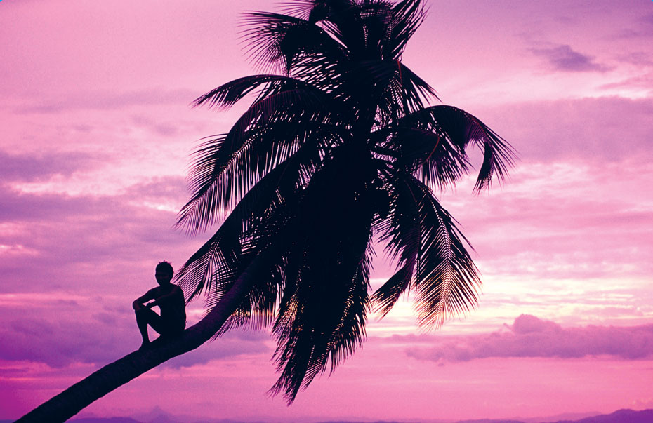 Coconut palm at sunset Ambergris Caye RALPH HOPKINS need to know - photo 1