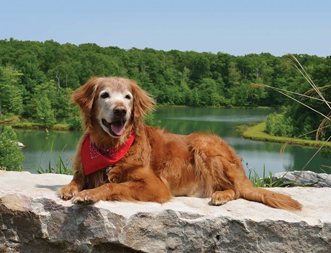 Editors Pick Cody Bear This amiable golden retriever is shown here - photo 4