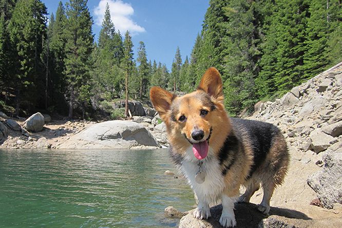 1st place winner Jack Ryan Jack Ryan a joyful Pembroke Welsh corgi from - photo 5