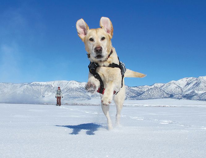 2nd place winner Mandie Mandie an enthusiastic Labrador retriever from - photo 6