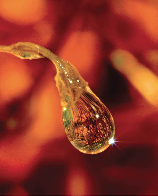 I focused on the water drop letting the flower in the background go out of - photo 2