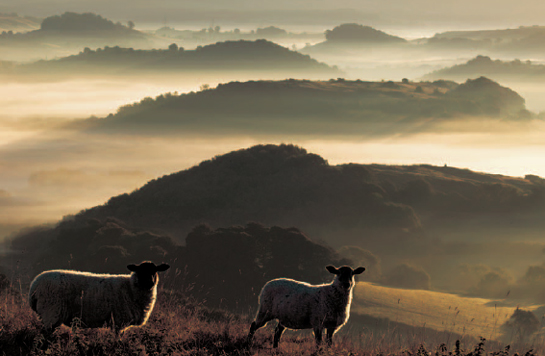 Inquisitive sheep I was returning to my car after shooting a sunrise over this - photo 7